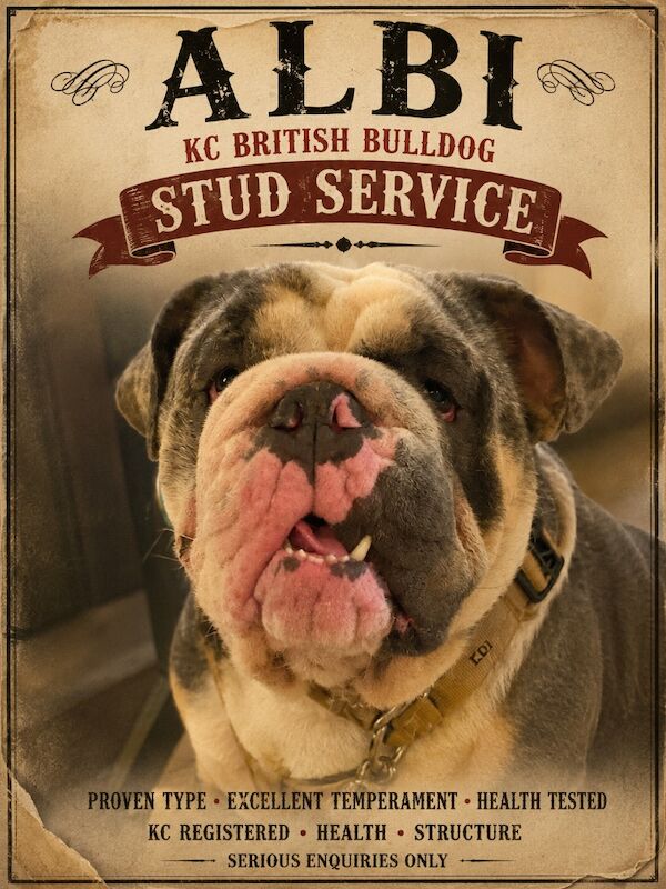 English Bulldog - Image 2 of 3