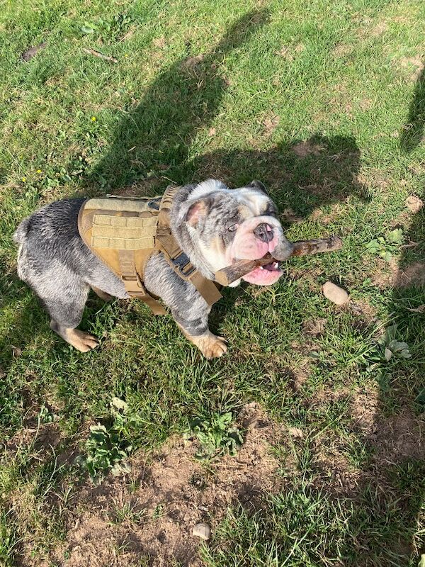 English Bulldog - Image 3 of 3