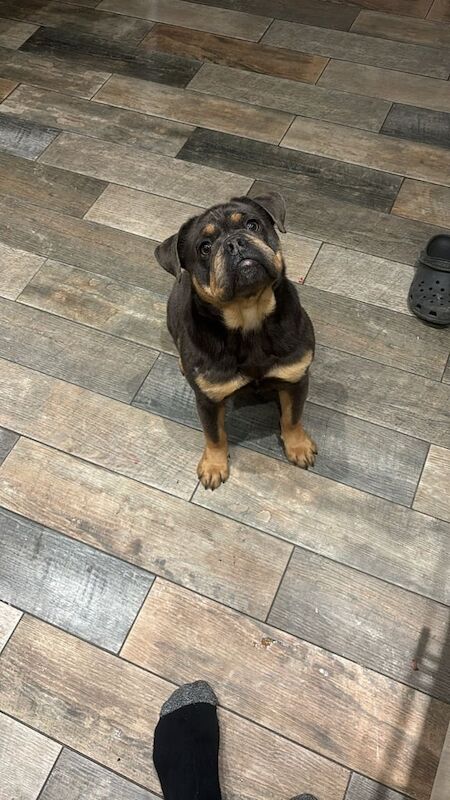 English bulldog for sale in Sheerness, Kent
