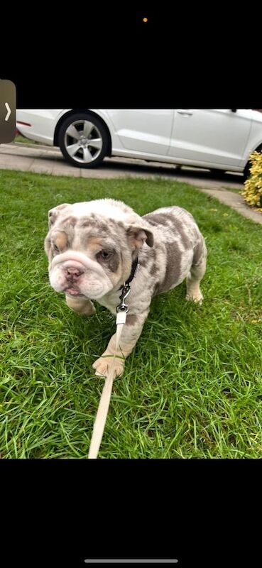 English bulldog for sale in Norris Green, Merseyside