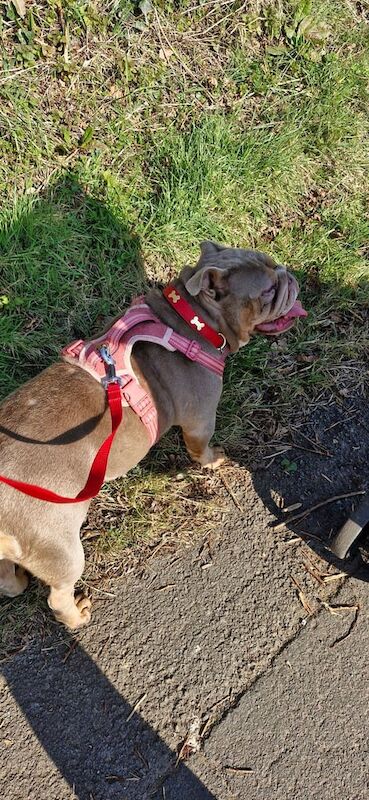 English bulldog for sale in Newport, Isle of Wight | Image 2