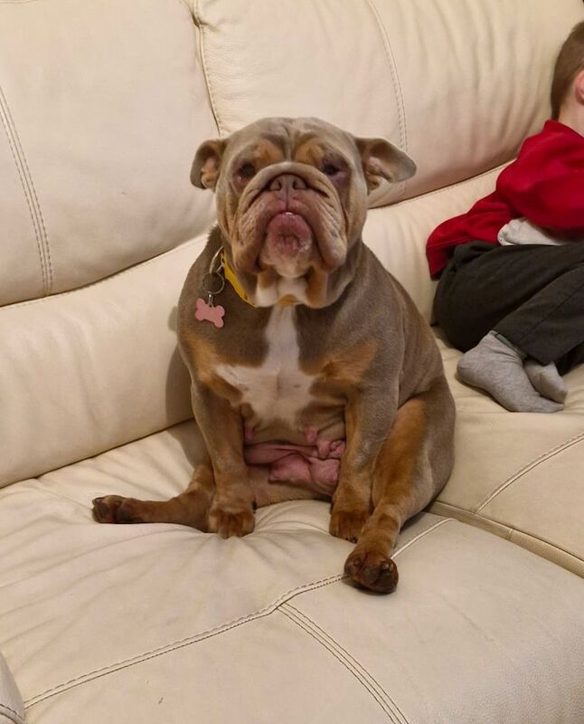 English bulldog for sale in Newport, Isle of Wight | Image 3