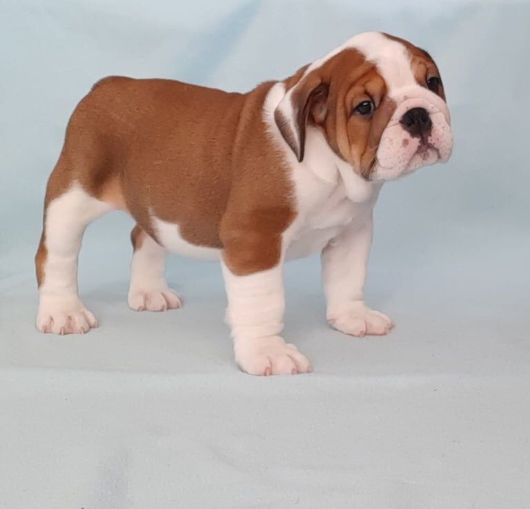 English Bulldog for sale in Dungannon, County Tyrone