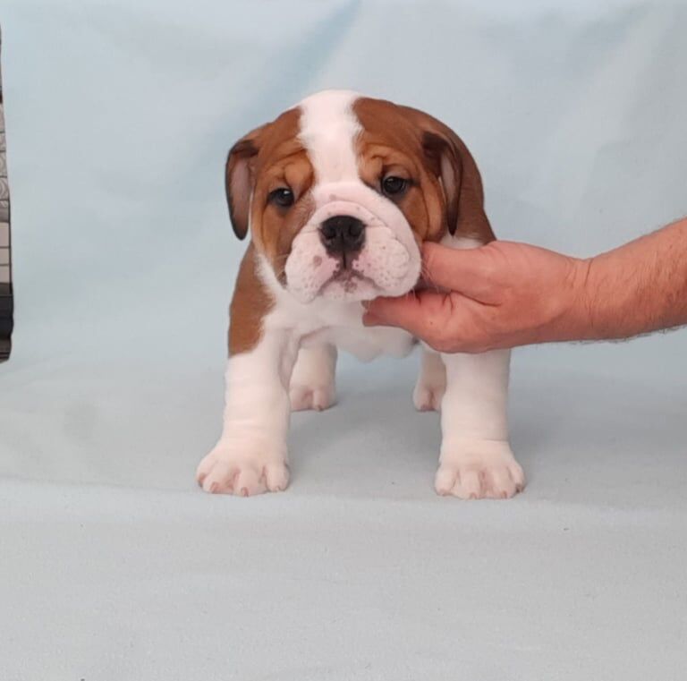 English Bulldog for sale in Dungannon, County Tyrone | Image 2