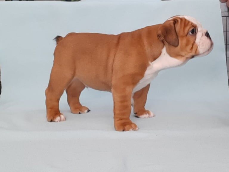 English Bulldog for sale in Dungannon, County Tyrone | Image 3