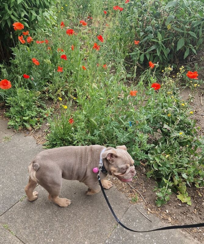 English Bulldog puppies for sale in Greenwich, Greater London – 6 months old