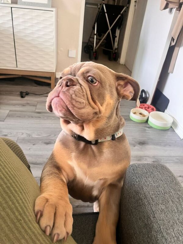 English Bulldog puppies for sale in Greenwich, Greater London – 6 months old - Image 2 of 3