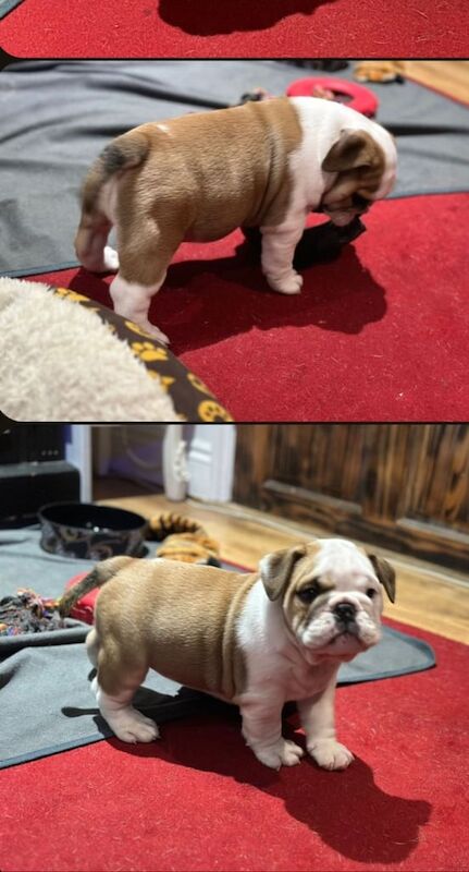 English Bulldog puppies for sale in Norwich, Norfolk – KC registered, 6 weeks old