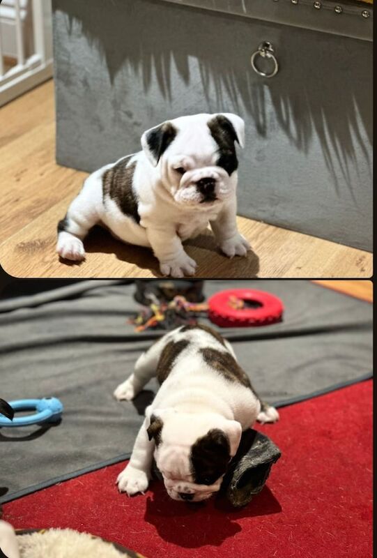 English Bulldog puppies for sale in Norwich, Norfolk – KC registered, 6 weeks old - Image 2 of 3
