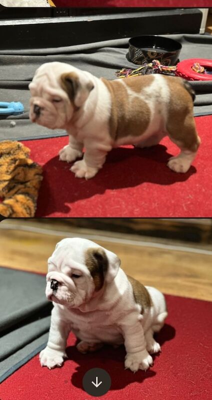 English Bulldog puppies for sale in Norwich, Norfolk – KC registered, 6 weeks old - Image 3 of 3