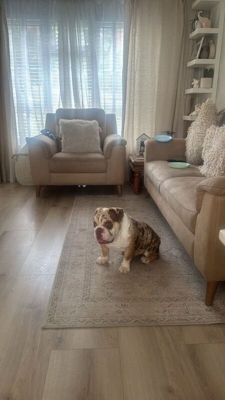 English Bulldog puppies for sale in Houghton Regis, Bedfordshire โ 9 months old