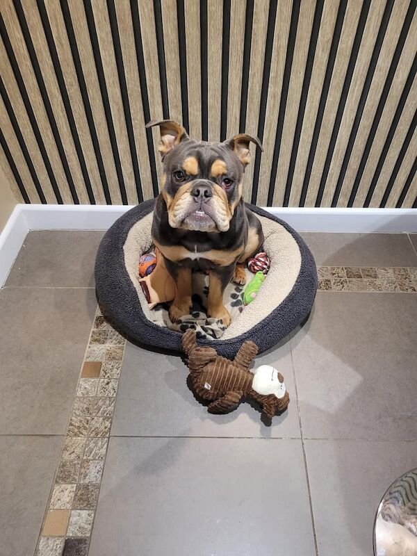 English Bulldog puppies for sale in Whitefield, Greater Manchester – 3 years old - Image 2 of 3