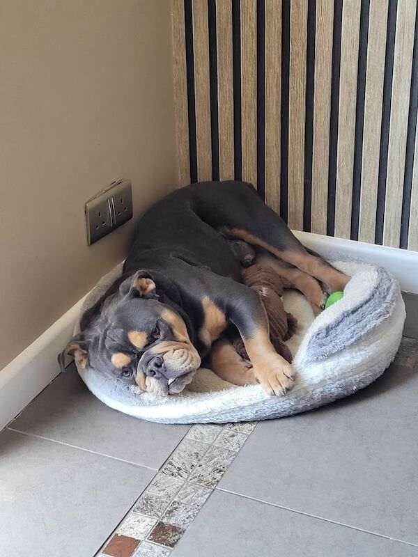 English Bulldog puppies for sale in Whitefield, Greater Manchester – 3 years old - Image 3 of 3