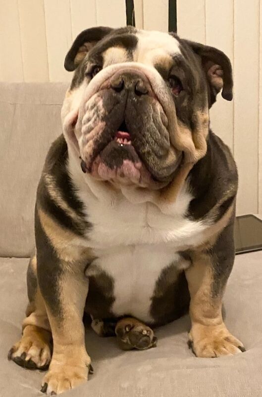 English Bulldog puppies for sale in Newcastle upon Tyne, Tyne and Wear – KC registered, 2 years old