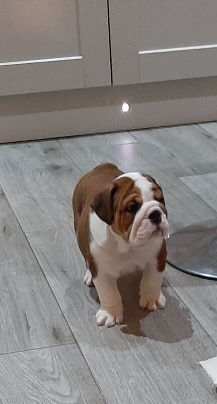 English Bulldog puppies for sale in Antrim, County Antrim – KC registered, 4 months old