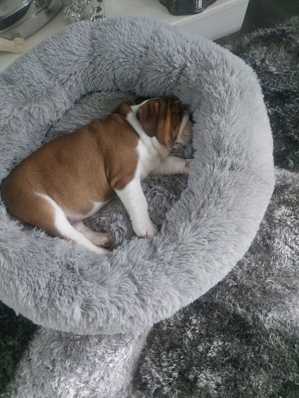 English Bulldog puppies for sale in Antrim, County Antrim – KC registered, 4 months old - Image 2 of 3