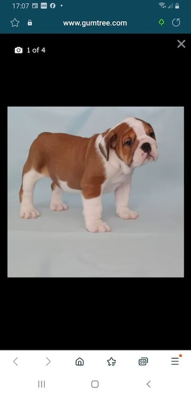 English Bulldog puppies for sale in Antrim, County Antrim – KC registered, 4 months old - Image 3 of 3