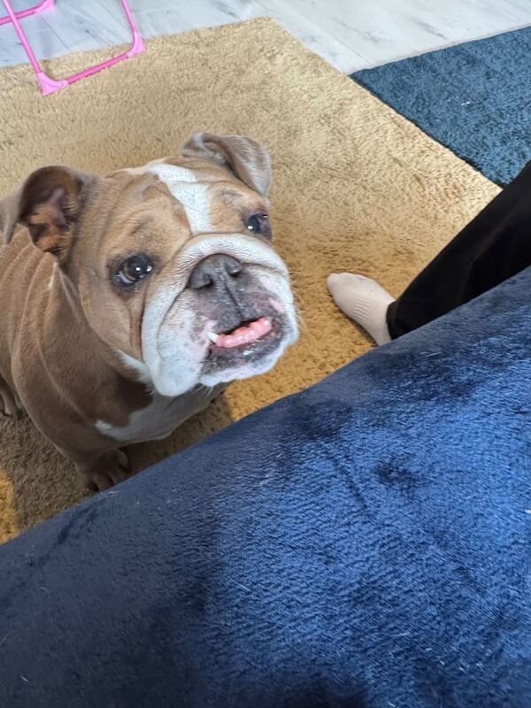 English Bulldog puppies for sale in Didcot, Oxfordshire – 4 years old
