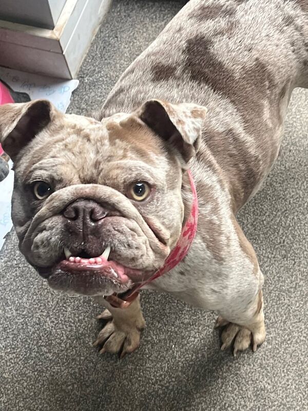 English Bulldog puppies for sale in Northampton, Northamptonshire – 2 years old
