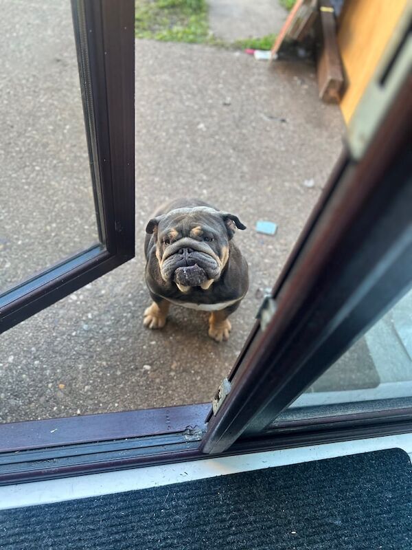 English Bulldog puppies for sale in Derby, Derbyshire – 2 years old