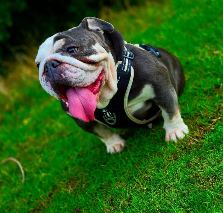 English Bulldog puppies for sale in Blackley, Greater Manchester – 5 years old