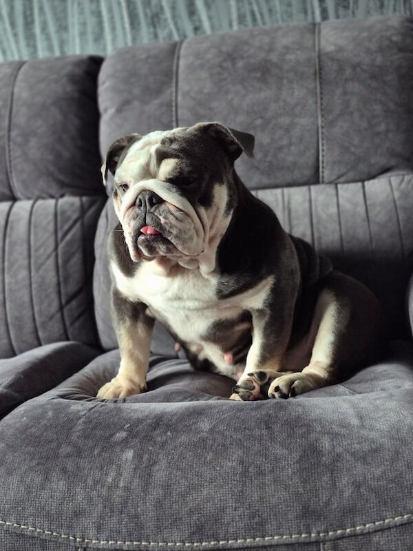 English Bulldog puppies for sale in Blackley, Greater Manchester – 5 years old - Image 2 of 3