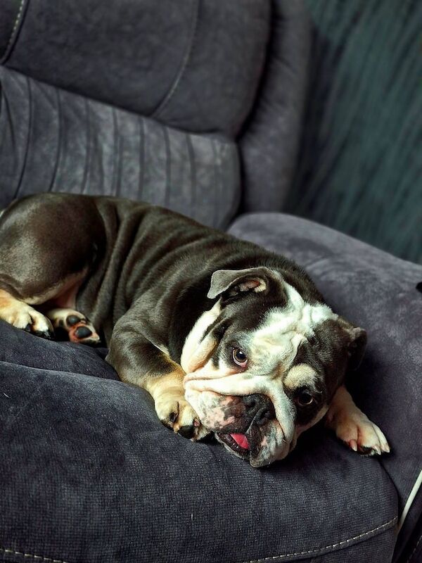 English Bulldog puppies for sale in Blackley, Greater Manchester – 5 years old - Image 3 of 3