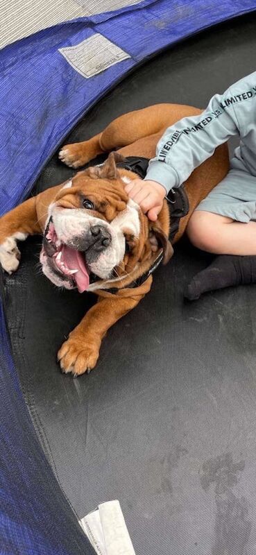 English Bulldog puppies for sale in Blackley, Greater Manchester – KC registered, 4 years old