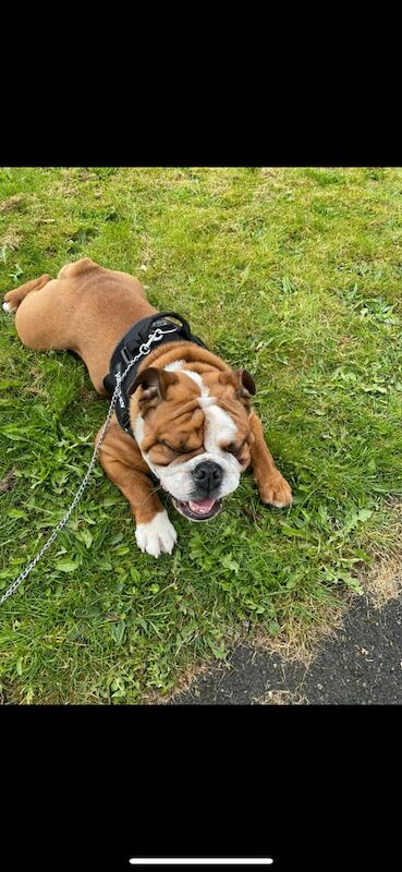 English Bulldog puppies for sale in Blackley, Greater Manchester – KC registered, 4 years old - Image 2 of 3