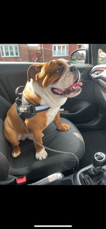English Bulldog puppies for sale in Blackley, Greater Manchester – KC registered, 4 years old - Image 3 of 3