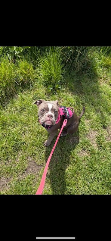 English Bulldog puppies for sale in Aberdeen, City of Aberdeen – 10 months old