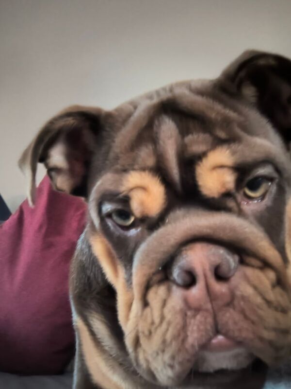 English Bulldog puppies for sale in Swindon, Wiltshire – KC registered, 4 months old