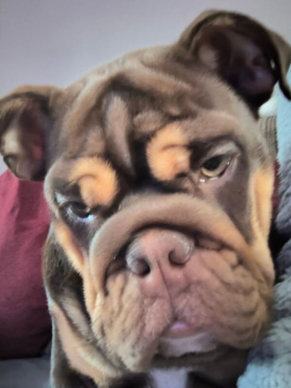 English Bulldog puppies for sale in Swindon, Wiltshire – KC registered, 4 months old - Image 2 of 3