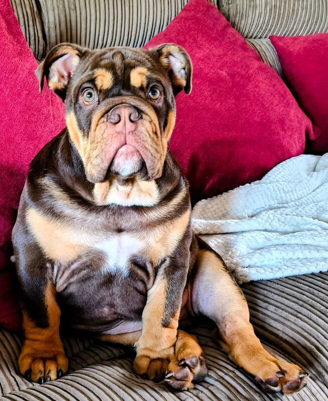 English Bulldog puppies for sale in Swindon, Wiltshire – KC registered, 4 months old - Image 3 of 3