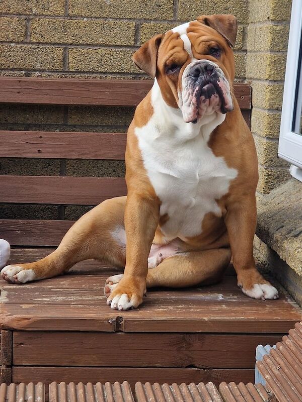 English Bulldog puppies for sale in Newtownabbey, County Antrim – 1 year old
