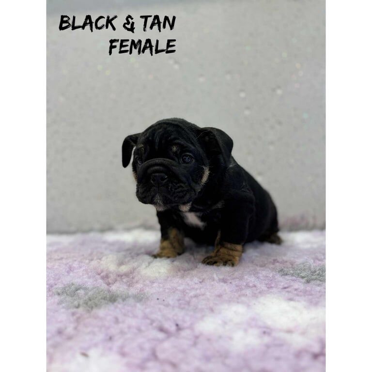 English Bulldog puppies for sale in Desborough, Northamptonshire – KC registered, 9 weeks old