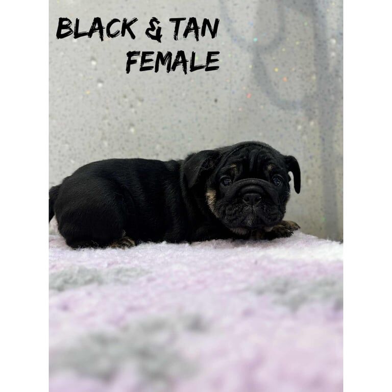 English Bulldog puppies for sale in Desborough, Northamptonshire – KC registered, 9 weeks old - Image 2 of 3