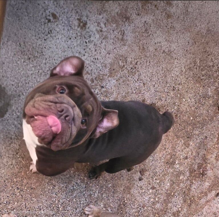 Bulldog Puppies For Sale