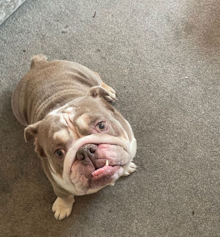 English Bulldog puppies for sale in Swindon, Wiltshire – 4 years old