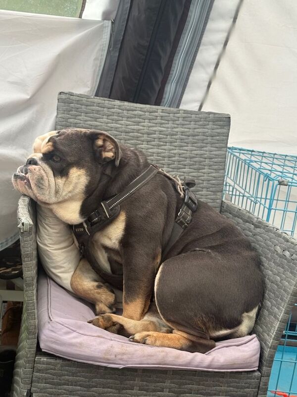 English Bulldog puppies for sale in Braunton, Devon – 2 years old