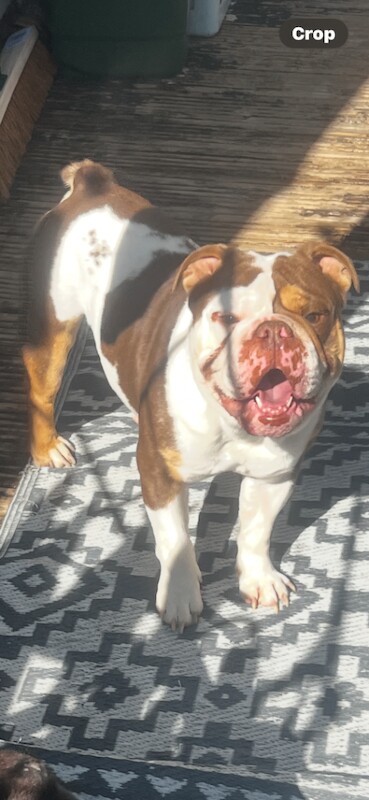 English Bulldog puppies for sale in Aberdare / Aberdâr, Mid Glamorgan – KC registered, 3 years old