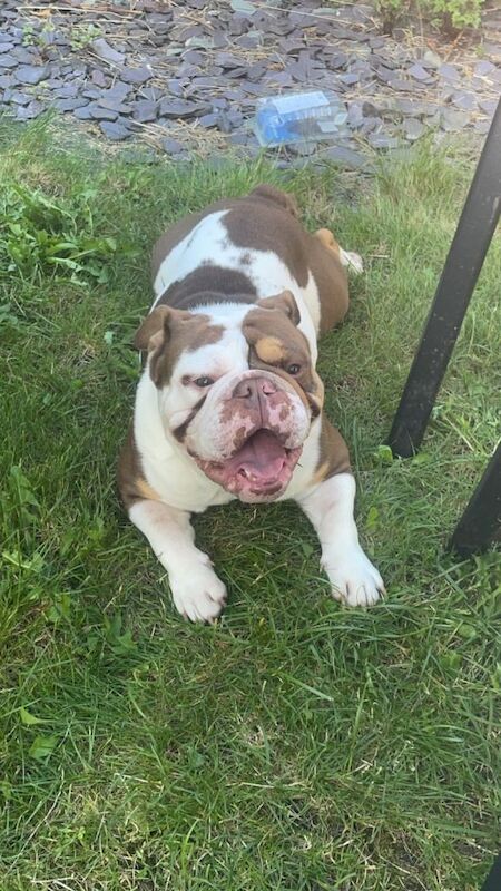English Bulldog puppies for sale in Aberdare / Aberdâr, Mid Glamorgan – KC registered, 3 years old - Image 2 of 3