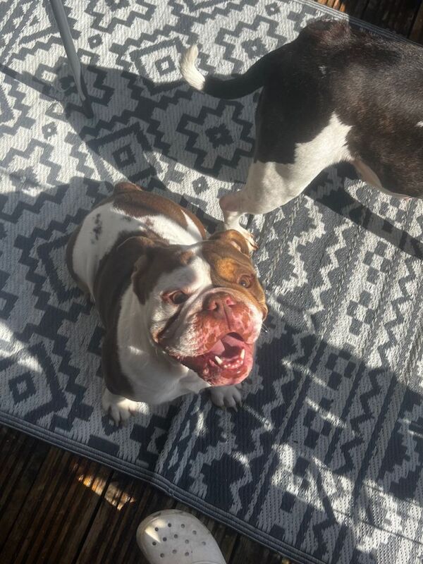 English Bulldog puppies for sale in Aberdare / Aberdâr, Mid Glamorgan – KC registered, 3 years old - Image 3 of 3