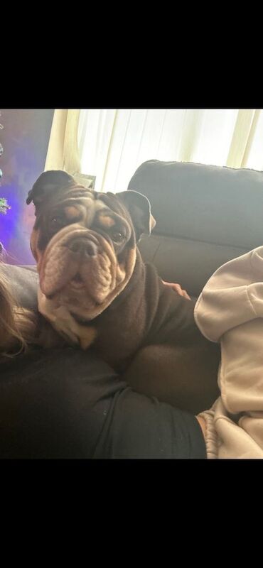 English Bulldog puppies for sale in Andover, Hampshire – 1 year old