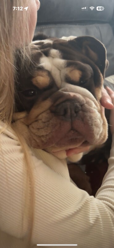 English Bulldog puppies for sale in Andover, Hampshire – 1 year old - Image 2 of 2