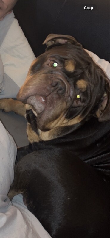 English Bulldog Puppies For Sale Under £1,000