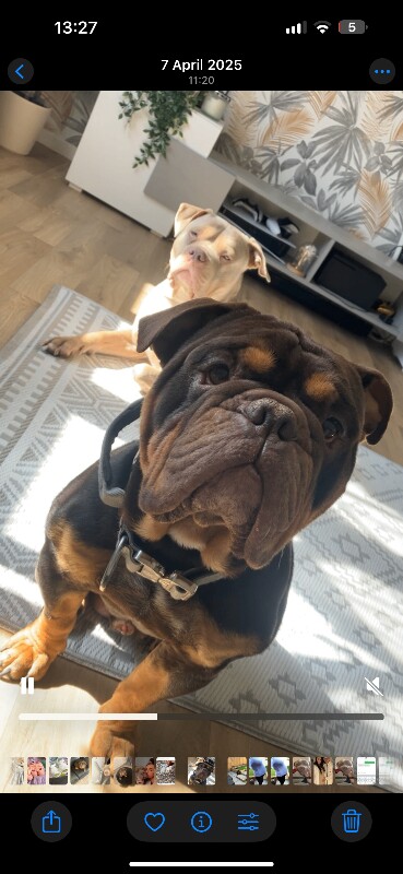 English Bulldog puppies for sale in Sheffield, South Yorkshire – 4 years old - Image 2 of 5