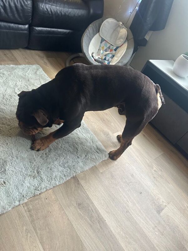 English Bulldog puppies for sale in Sheffield, South Yorkshire – 4 years old - Image 3 of 5