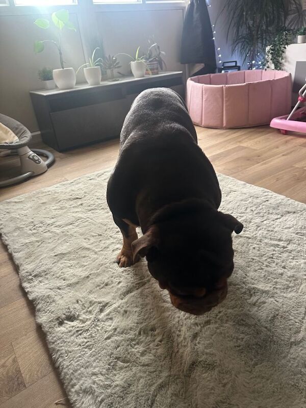 English Bulldog puppies for sale in Sheffield, South Yorkshire – 4 years old - Image 4 of 5