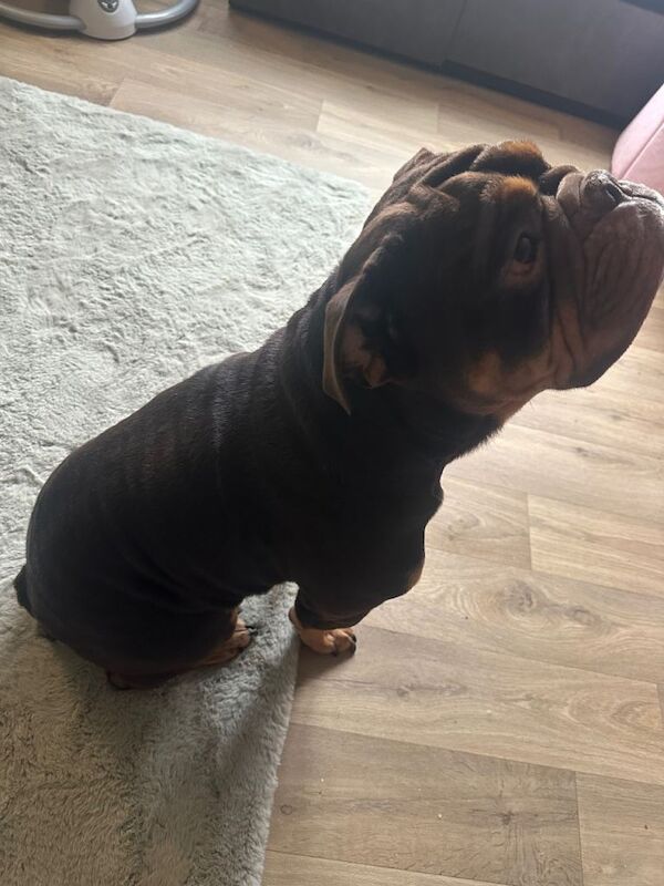 English Bulldog puppies for sale in Sheffield, South Yorkshire – 4 years old - Image 5 of 5